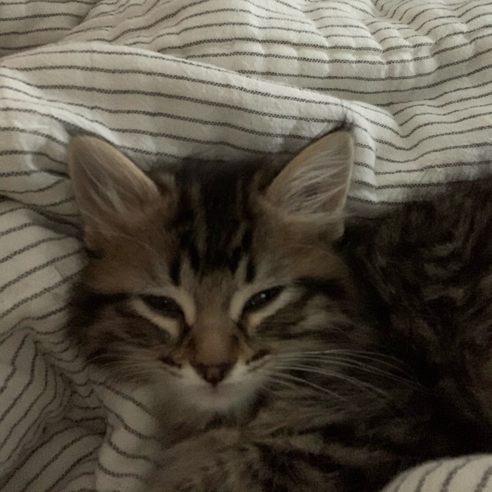 Meet your Posher, Lisa